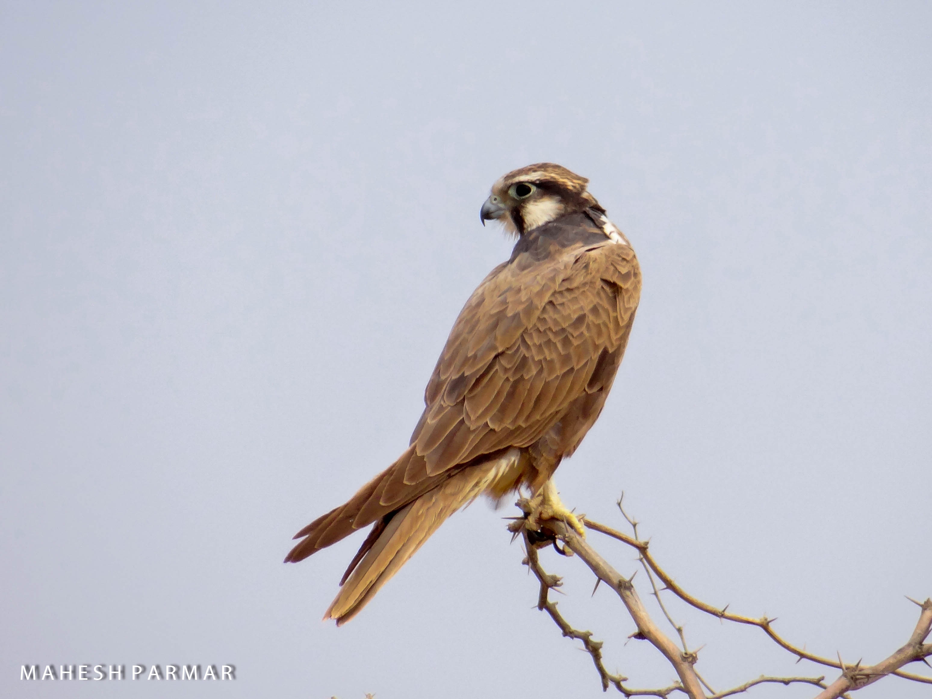 Laggar Falcon